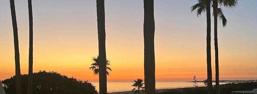 palm trees at sunset