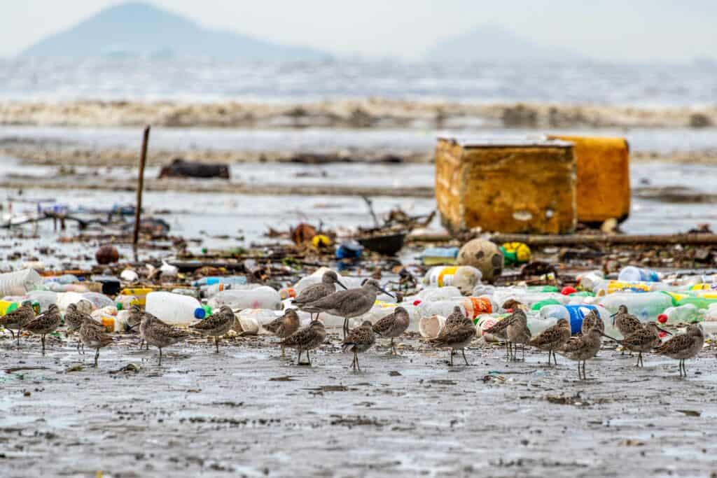 Coastal plastic pollution