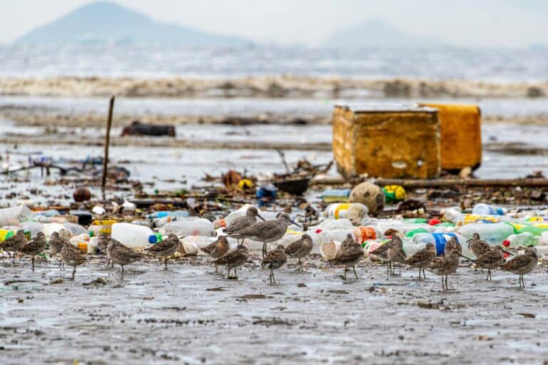 Coastal plastic pollution